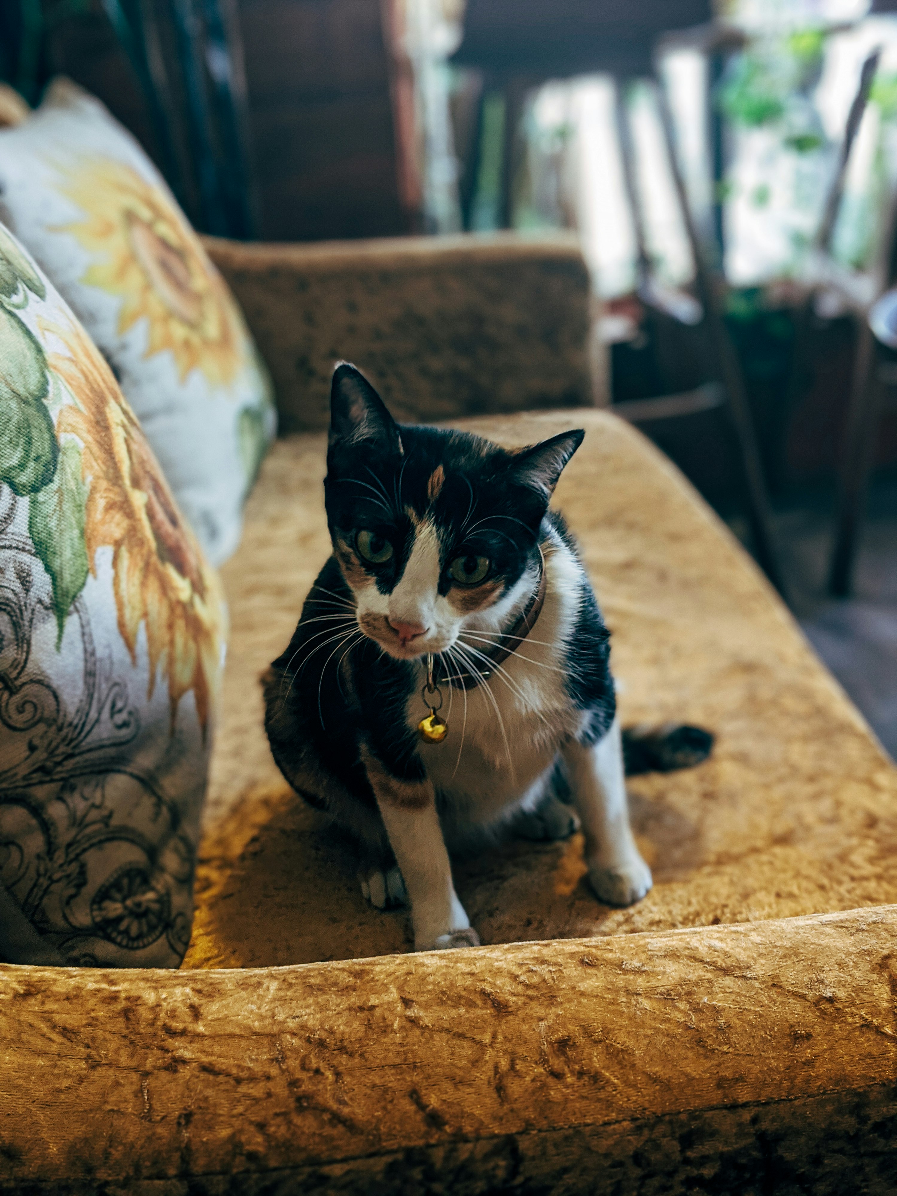 tuxedo cat sitting on brown textile